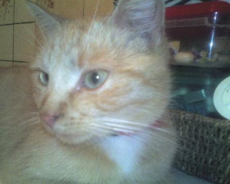 Tout simplement Minou